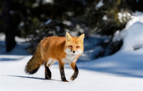 red fox .